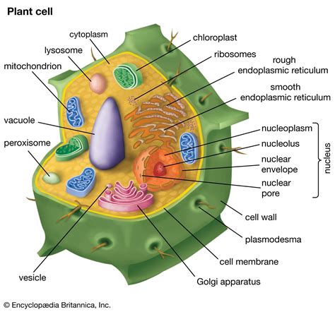 佳里光合作用|The Plant Cell 